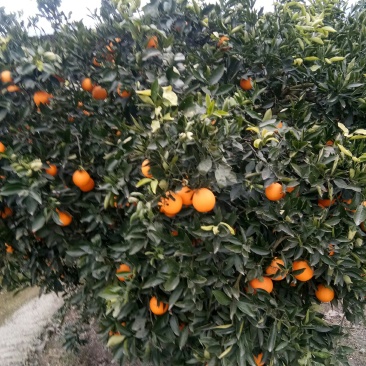 奉节脐橙，长虹，圆红，65起