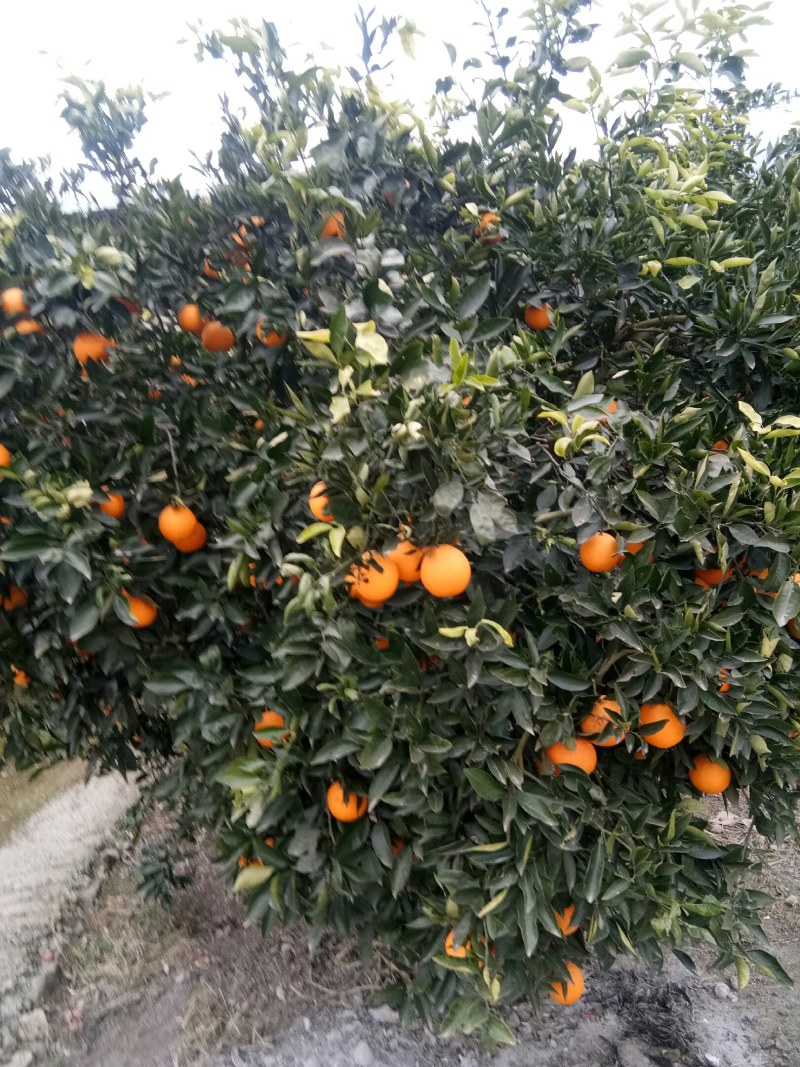 奉节脐橙，长虹，圆红，65起