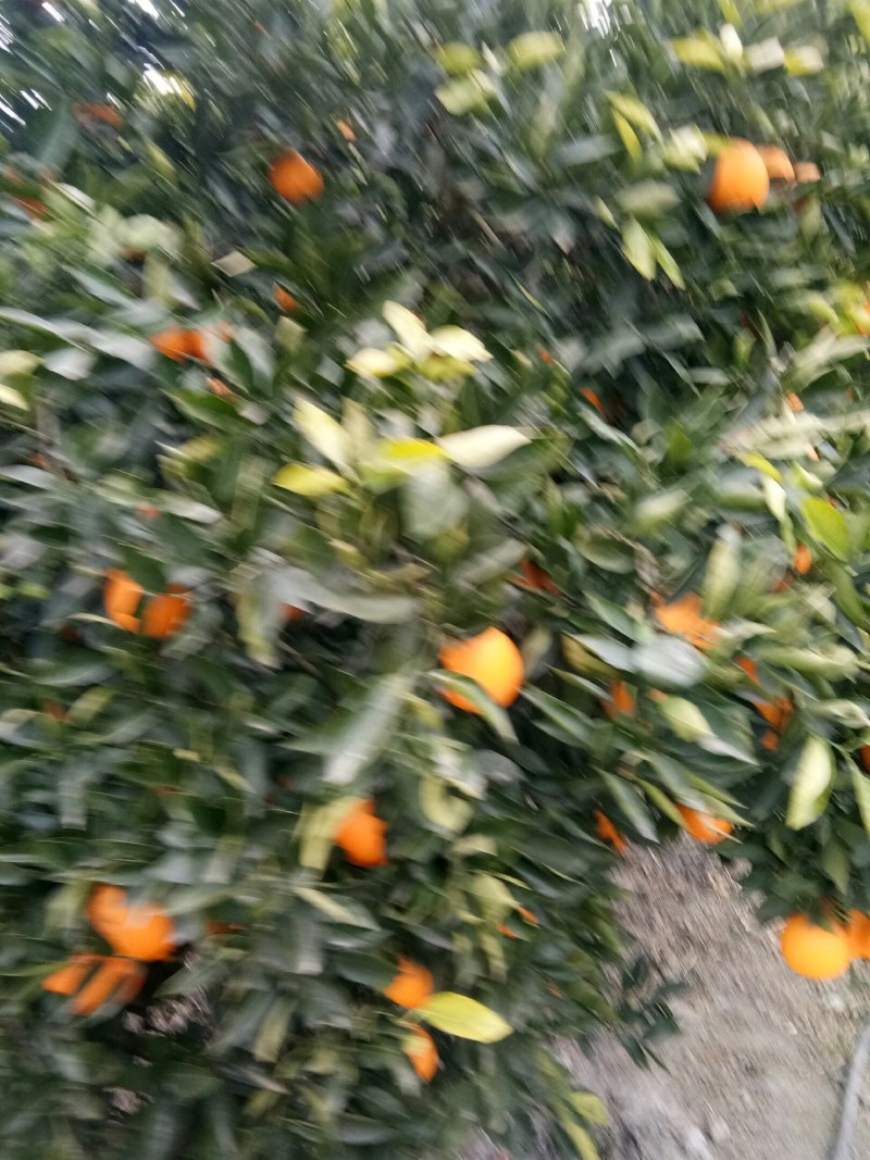 奉节脐橙，长虹，圆红，65起