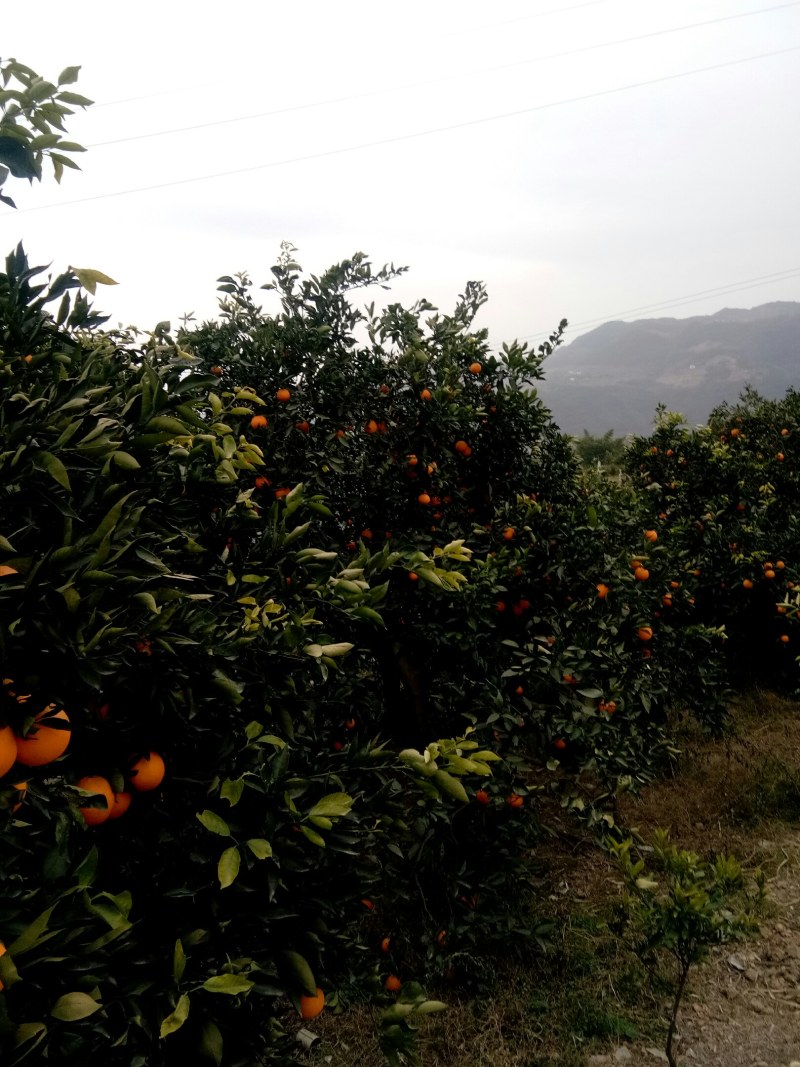 奉节脐橙，长虹，圆红，65起