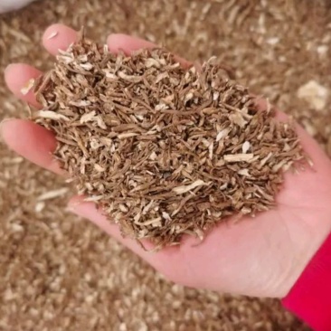 甘肃优质当归颗粒，当归头，当归片，整条当归，全国包邮。