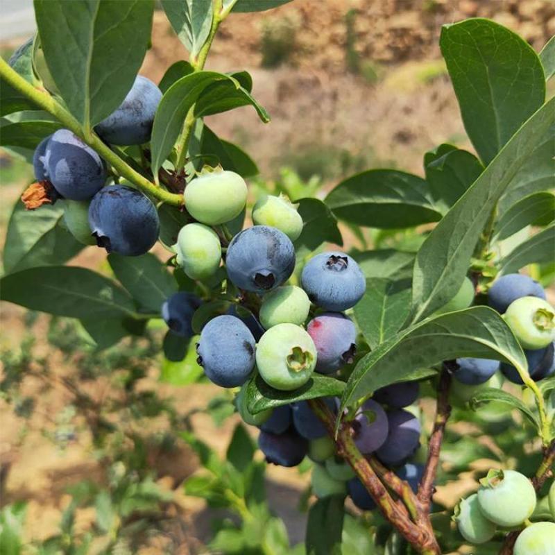 蓝莓苗脱毒蓝莓苗基地直销当年结果