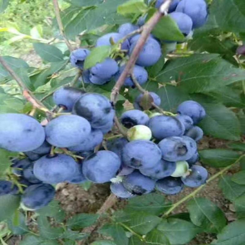 蓝莓苗脱毒蓝莓苗基地直销当年结果