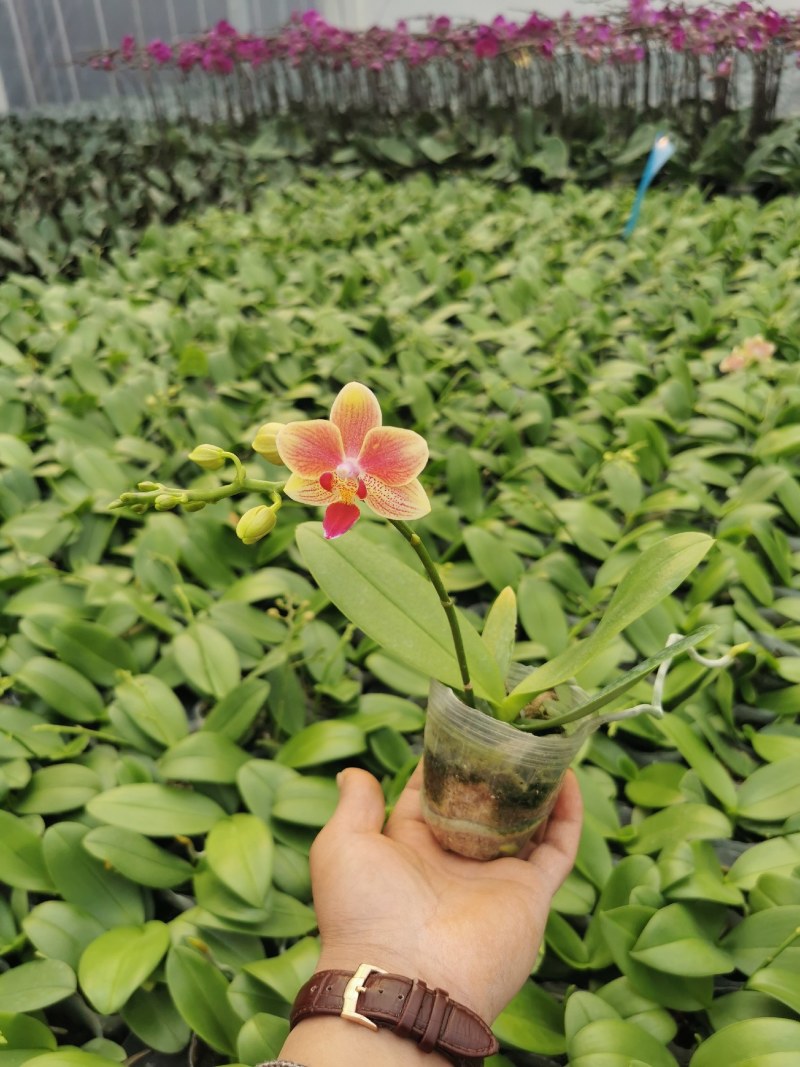 蝴蝶兰,室内花卉，美化环境改善风水，净化空气除甲醛