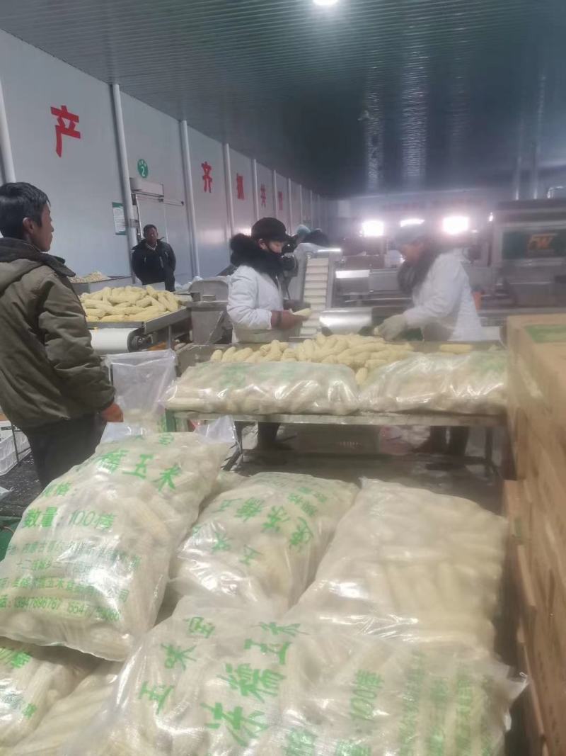 真空甜糯玉米冷冻冷藏玉米
