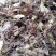 虎耳草2019年货可做选装