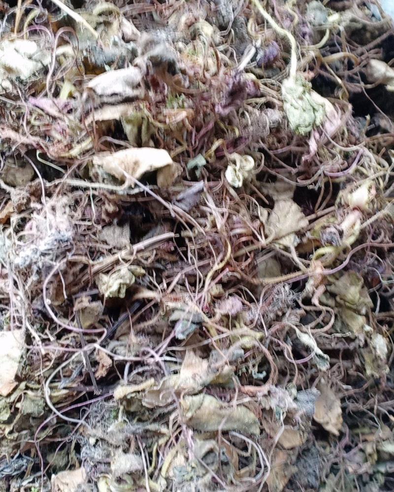 虎耳草2019年货可做选装