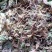 虎耳草2019年货可做选装