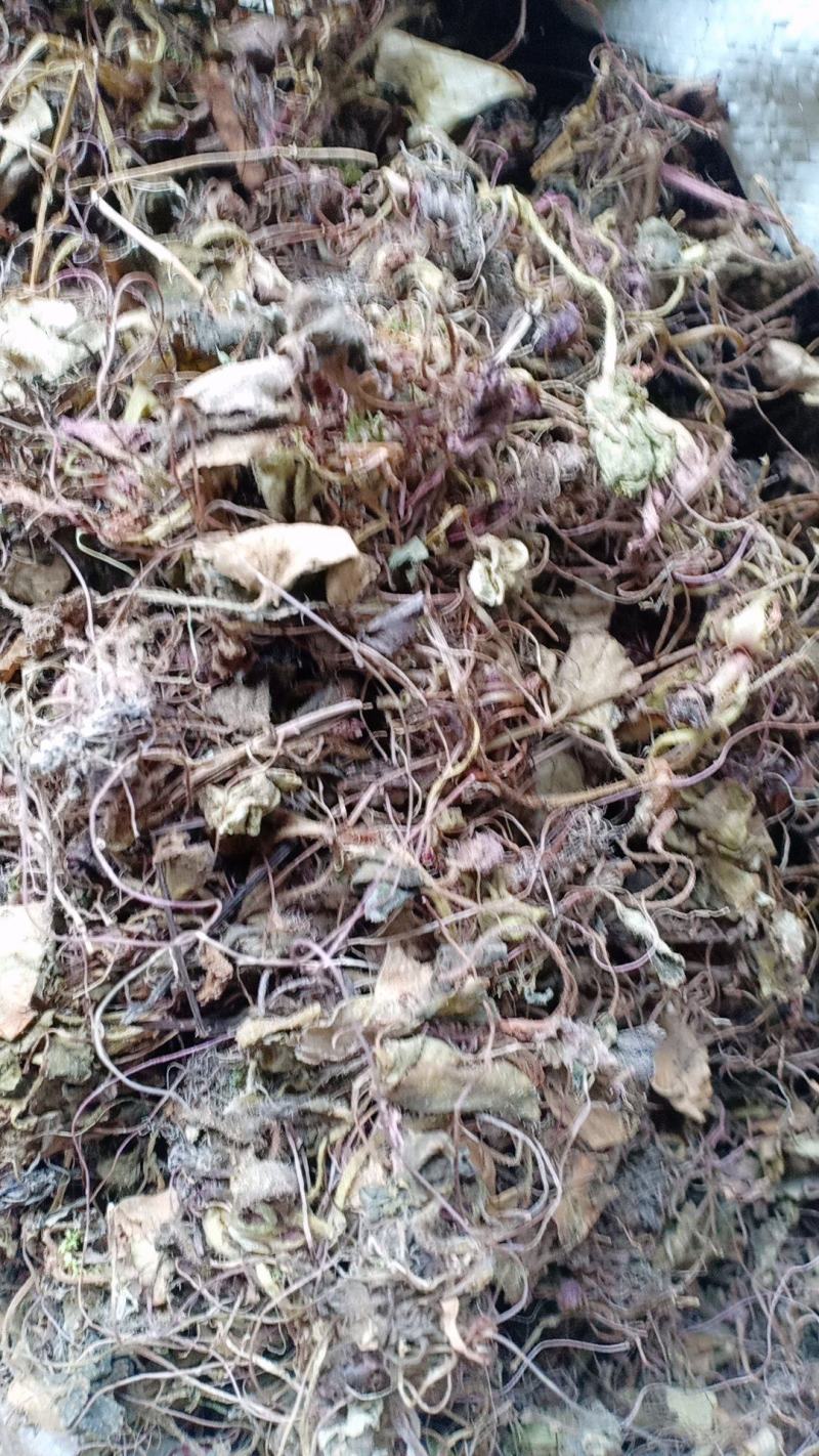 虎耳草2019年货可做选装
