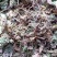 虎耳草2019年货可做选装