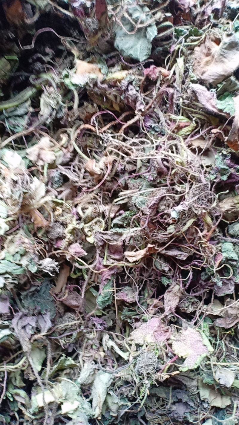 虎耳草2019年货可做选装