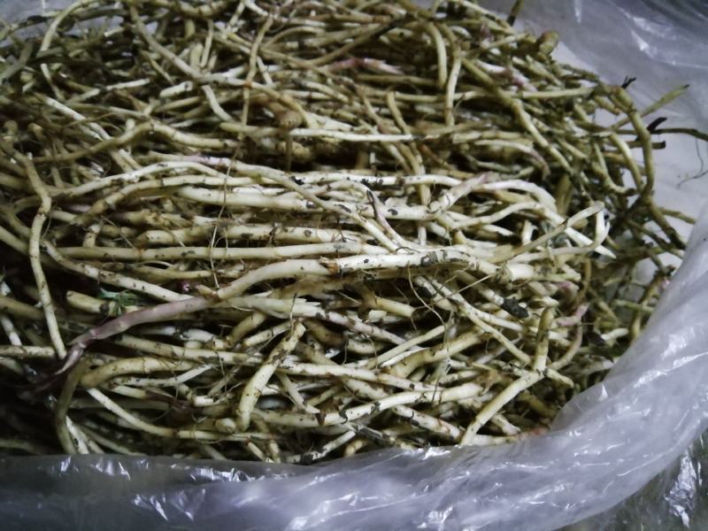 野生泥蒿根，湖北孝感特产