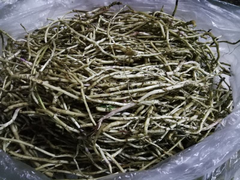 野生泥蒿根，湖北孝感特产