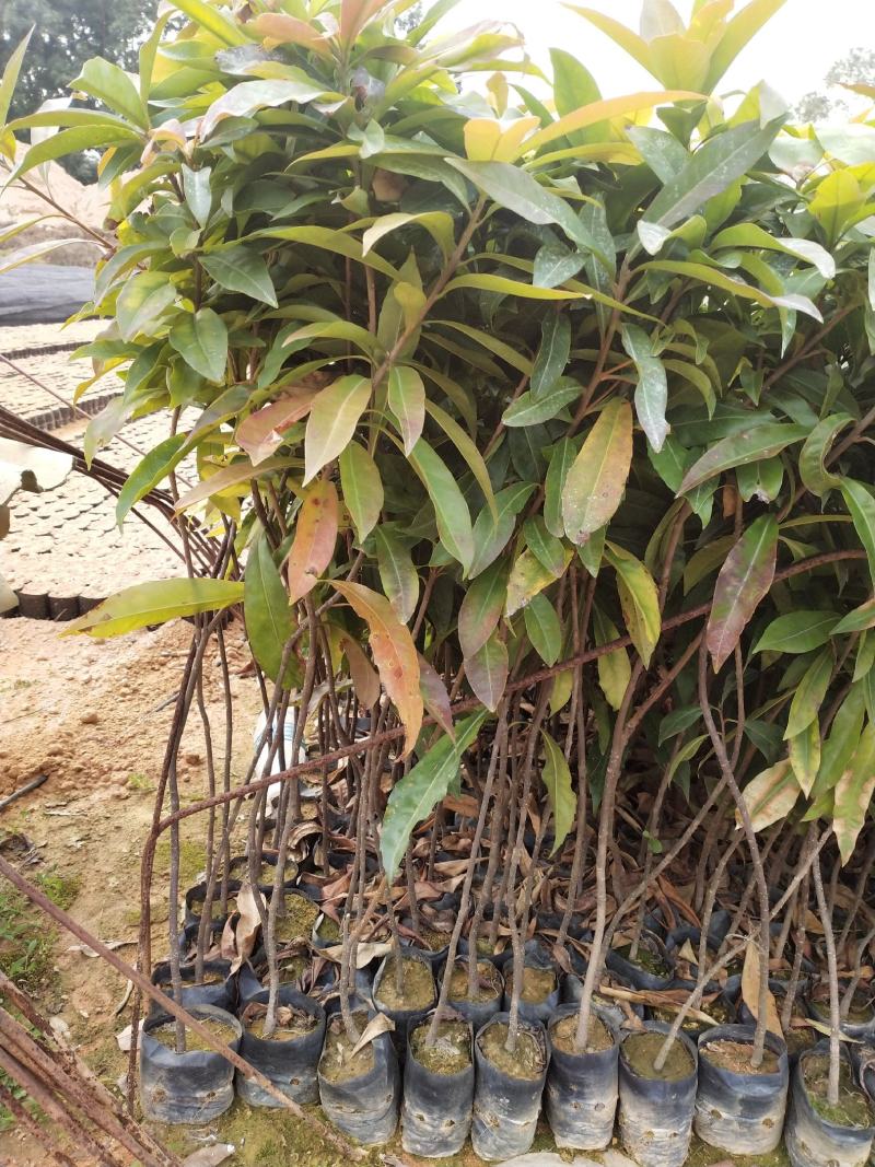 木荷，广东木荷小袋苗供应