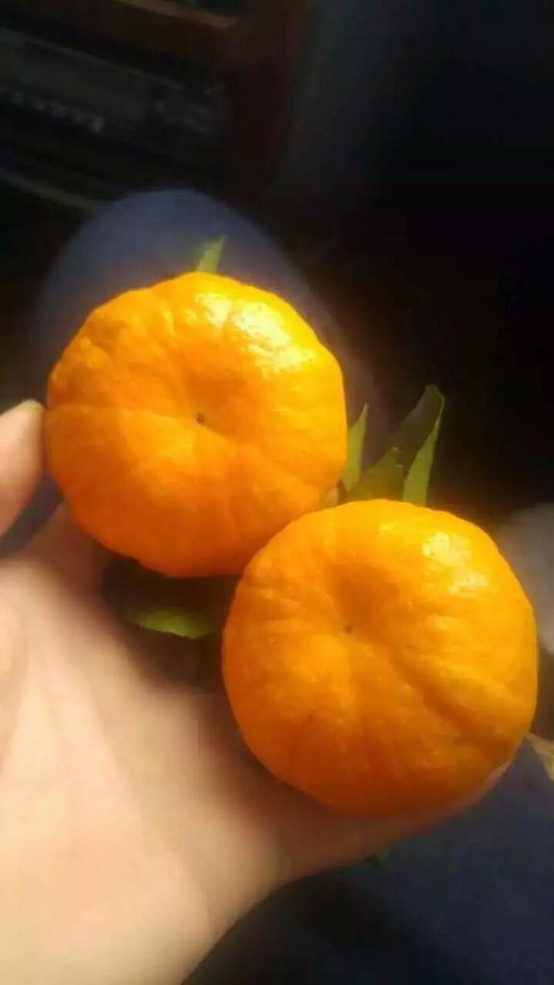 南瓜橘大量供应，产地直销，欢迎全国各地经销商