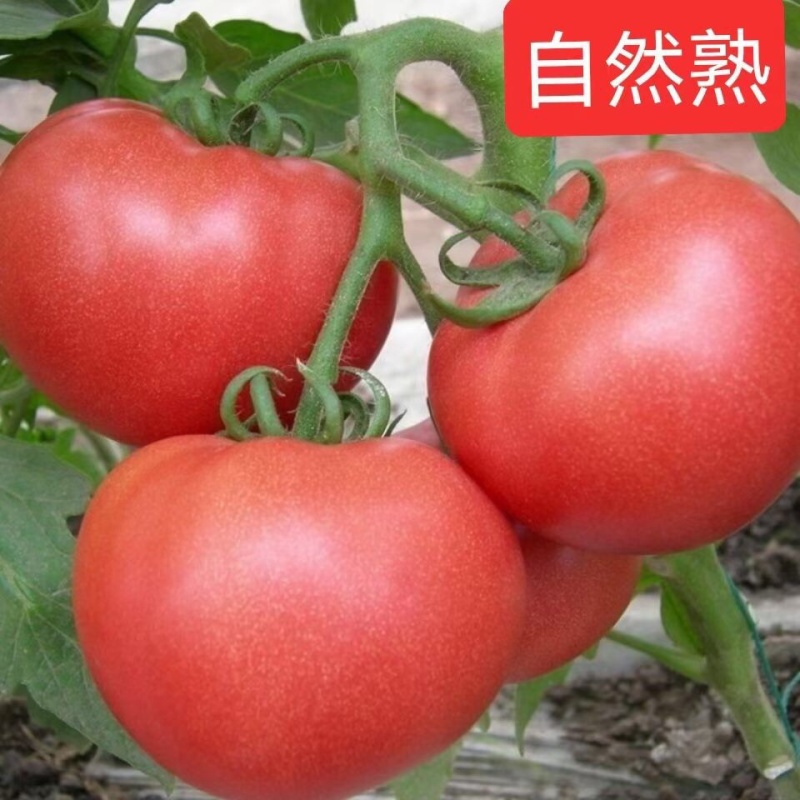 西红柿沙瓤西红柿山东寿光3-5斤一件代发