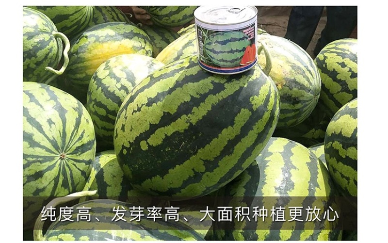 甜王西瓜种子高产四季麒麟早熟超特大红瓤耐裂薄皮盖世西瓜