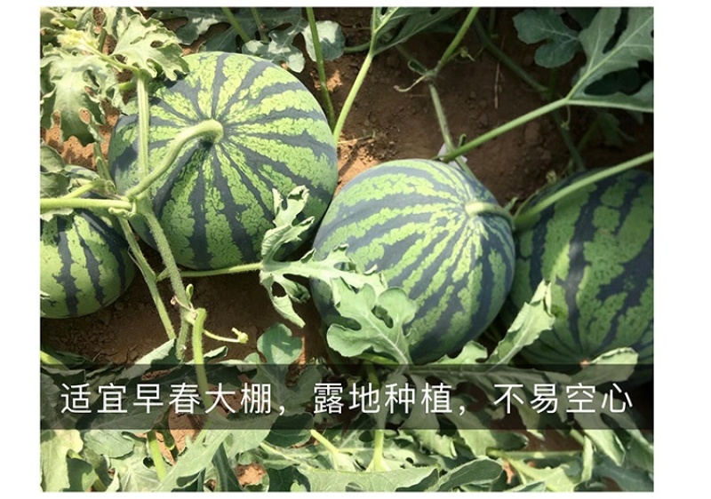 甜王西瓜种子高产四季麒麟早熟超特大红瓤耐裂薄皮盖世西瓜