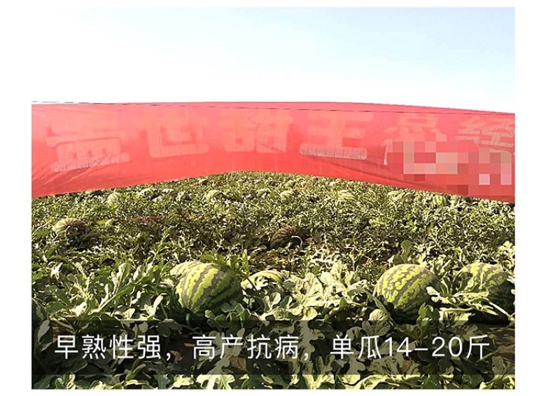 甜王西瓜种子高产四季麒麟早熟超特大红瓤耐裂薄皮盖世西瓜