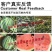甜王西瓜种子高产四季麒麟早熟超特大红瓤耐裂薄皮盖世西瓜