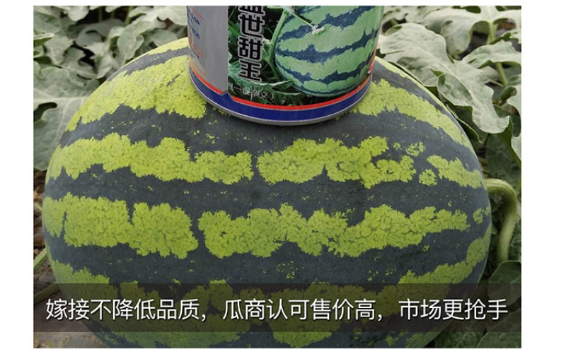 甜王西瓜种子高产四季麒麟早熟超特大红瓤耐裂薄皮盖世西瓜