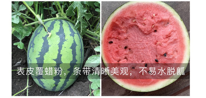甜王西瓜种子高产四季麒麟早熟超特大红瓤耐裂薄皮盖世西瓜