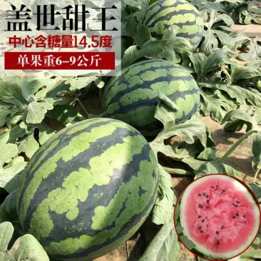 甜王西瓜种子高产四季麒麟早熟超特大红瓤耐裂薄皮盖世西瓜