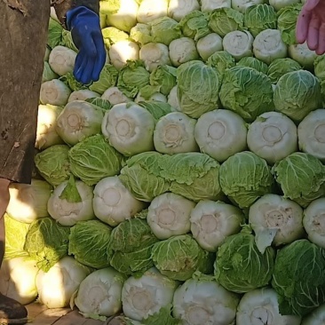 奔腾冷库白菜价格美丽