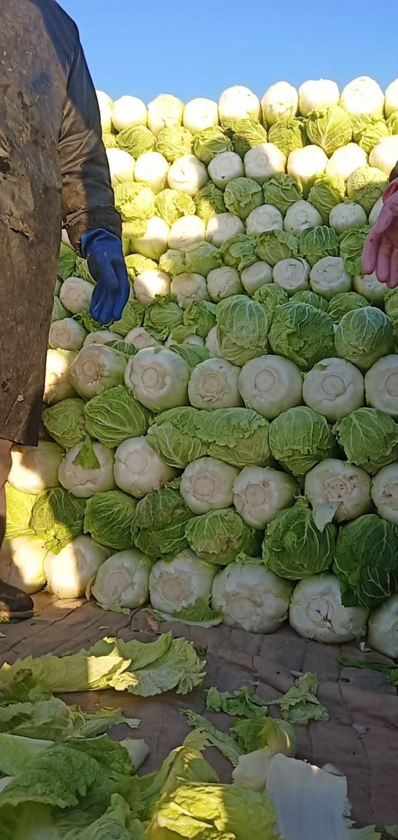 奔腾冷库白菜价格美丽