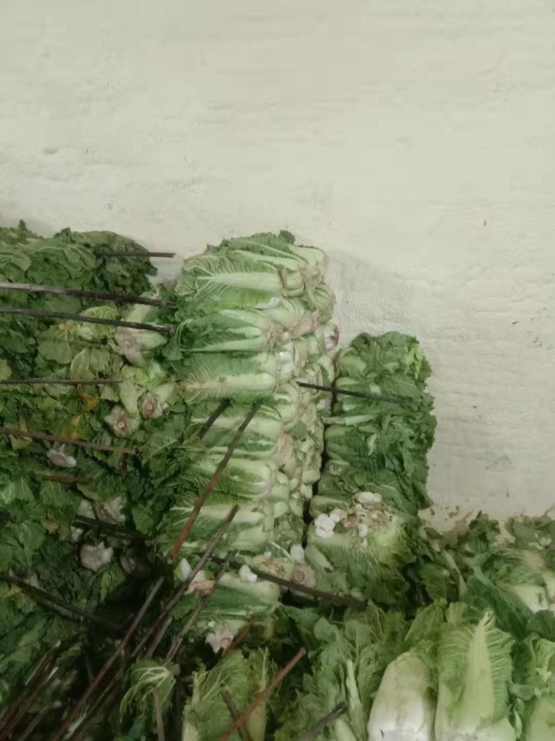 奔腾冷库白菜价格美丽
