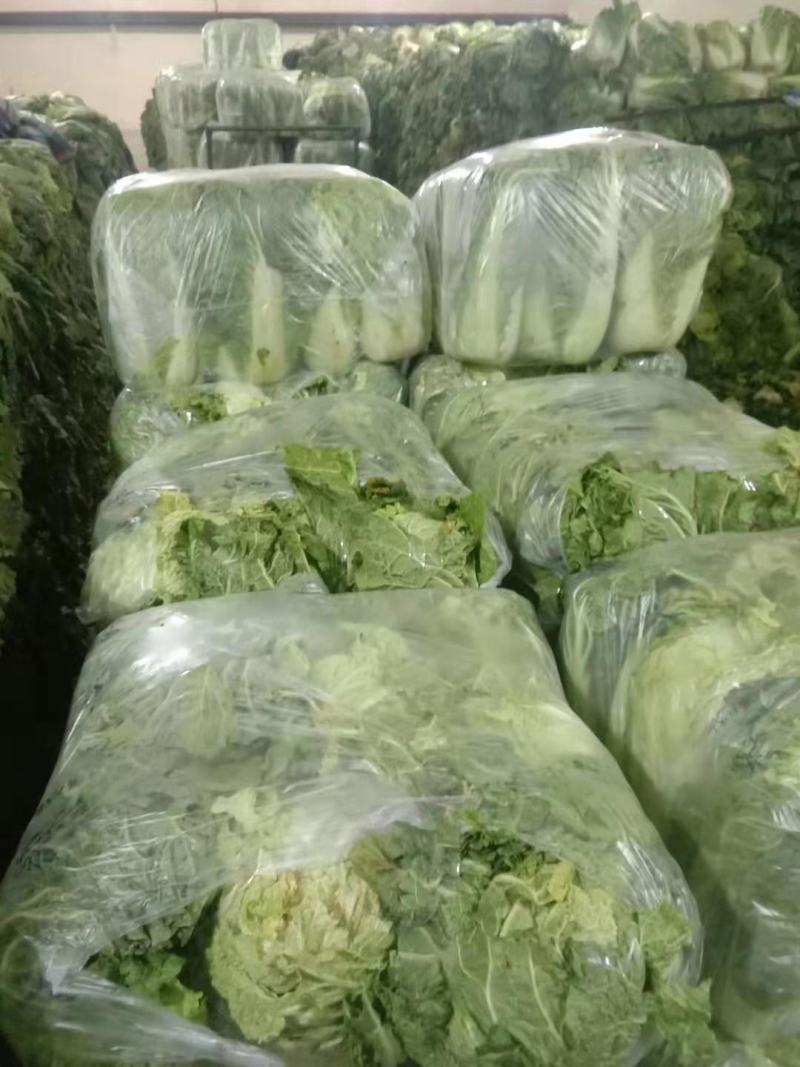 奔腾冷库白菜价格美丽