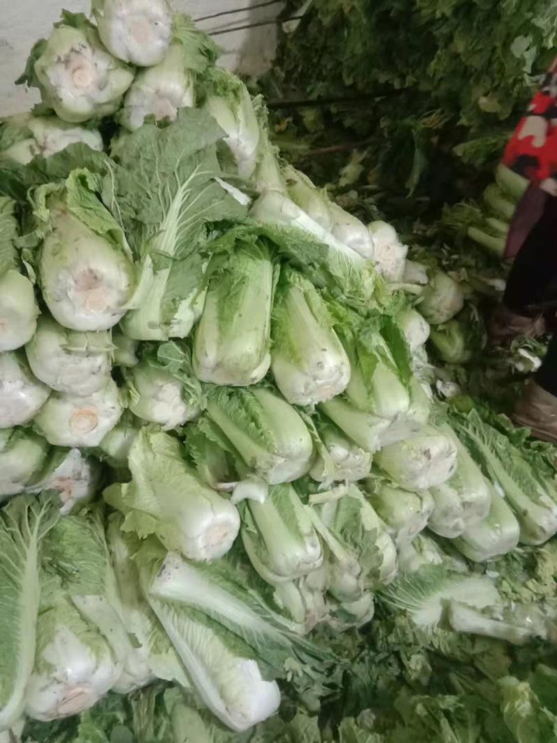 奔腾冷库白菜价格美丽