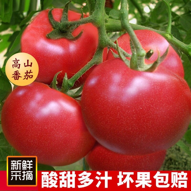 西红柿大红西红柿山东寿光自产自销产地直供