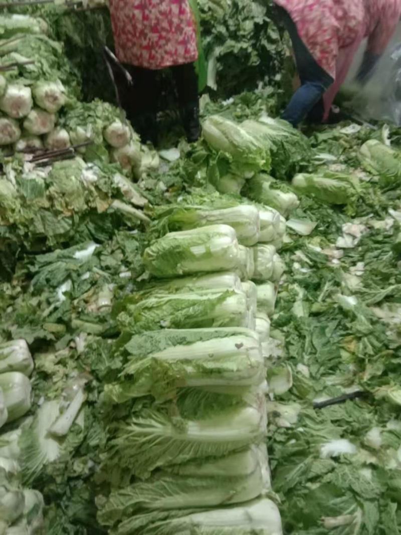 预售，冷库白菜，价格便宜美丽