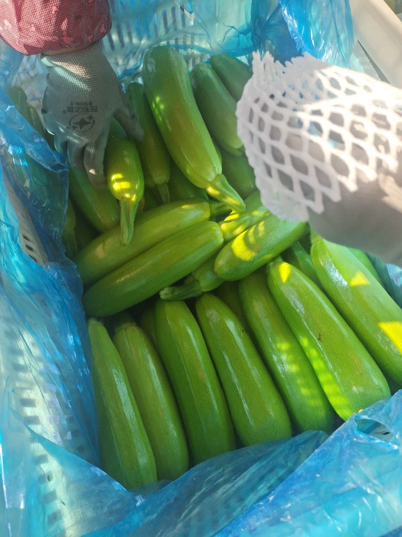 山东聊城莘县精品西葫大量上市中，色正皮绿，质量保证，欢迎