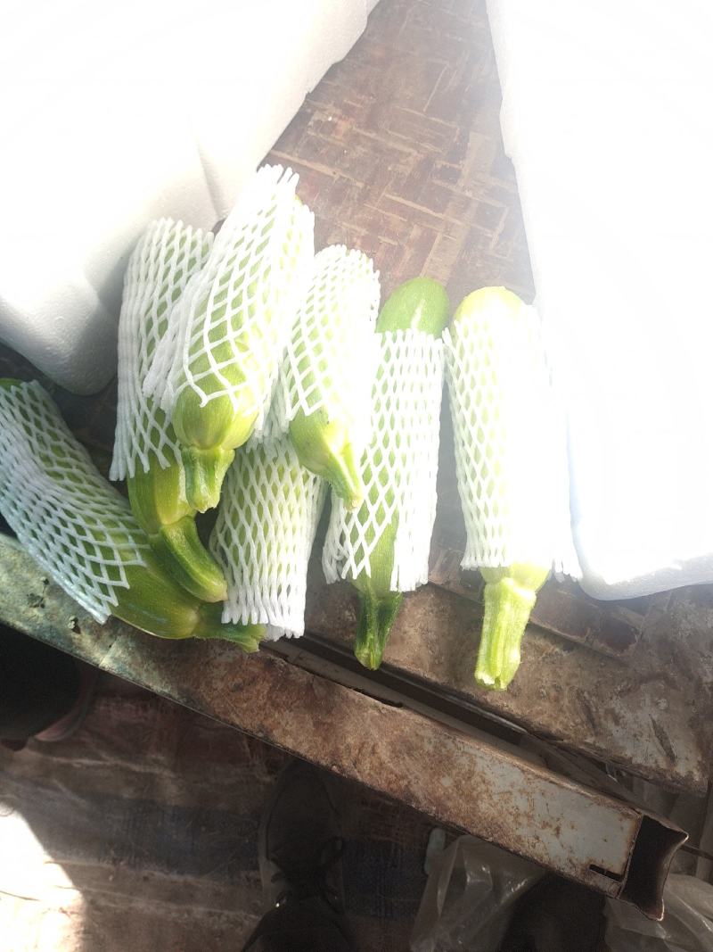 山东聊城莘县精品西葫大量上市中，色正皮绿，质量保证，欢迎