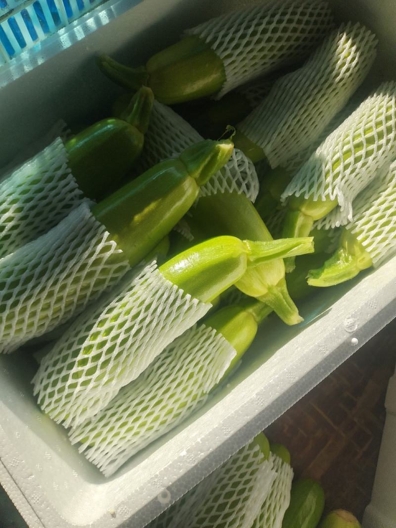 山东聊城莘县精品西葫大量上市中，色正皮绿，质量保证，欢迎
