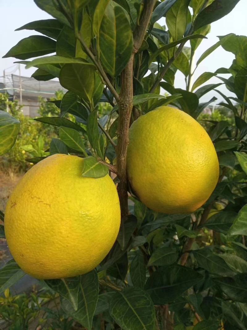 新品.台湾木瓜蜜丁橙苗.现挖现发包成活提供技术指导