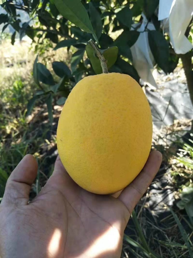 新品.台湾木瓜蜜丁橙苗.现挖现发包成活提供技术指导