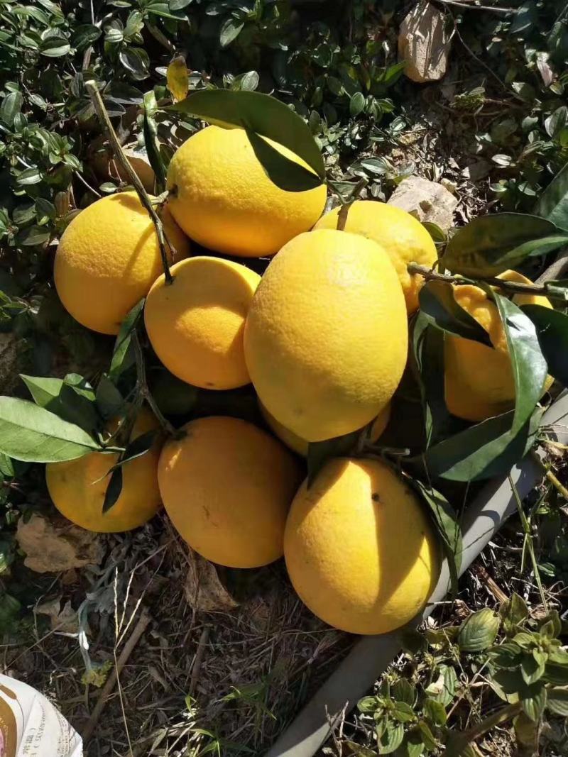 新品.台湾木瓜蜜丁橙苗.现挖现发包成活提供技术指导