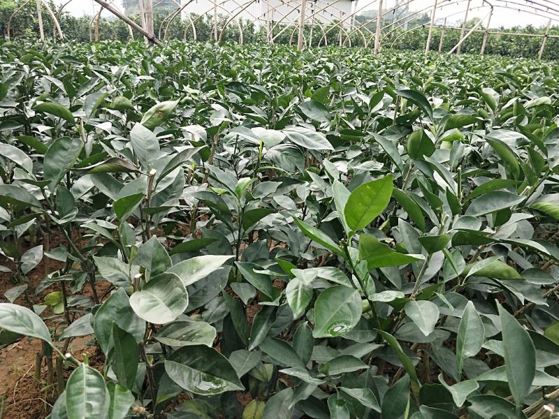 新品.台湾木瓜蜜丁橙苗.现挖现发包成活提供技术指导