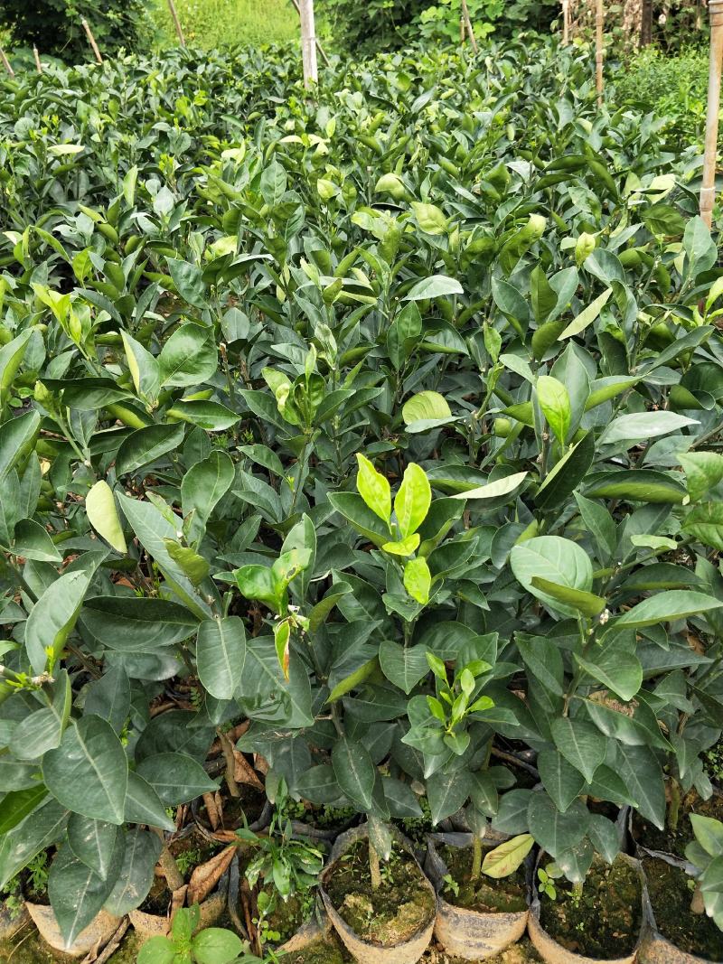 新品.台湾木瓜蜜丁橙苗.现挖现发包成活提供技术指导