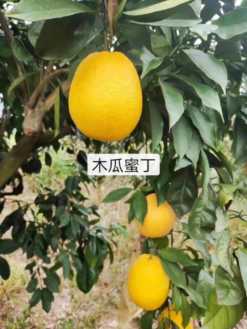 新品.台湾木瓜蜜丁橙苗.现挖现发包成活提供技术指导
