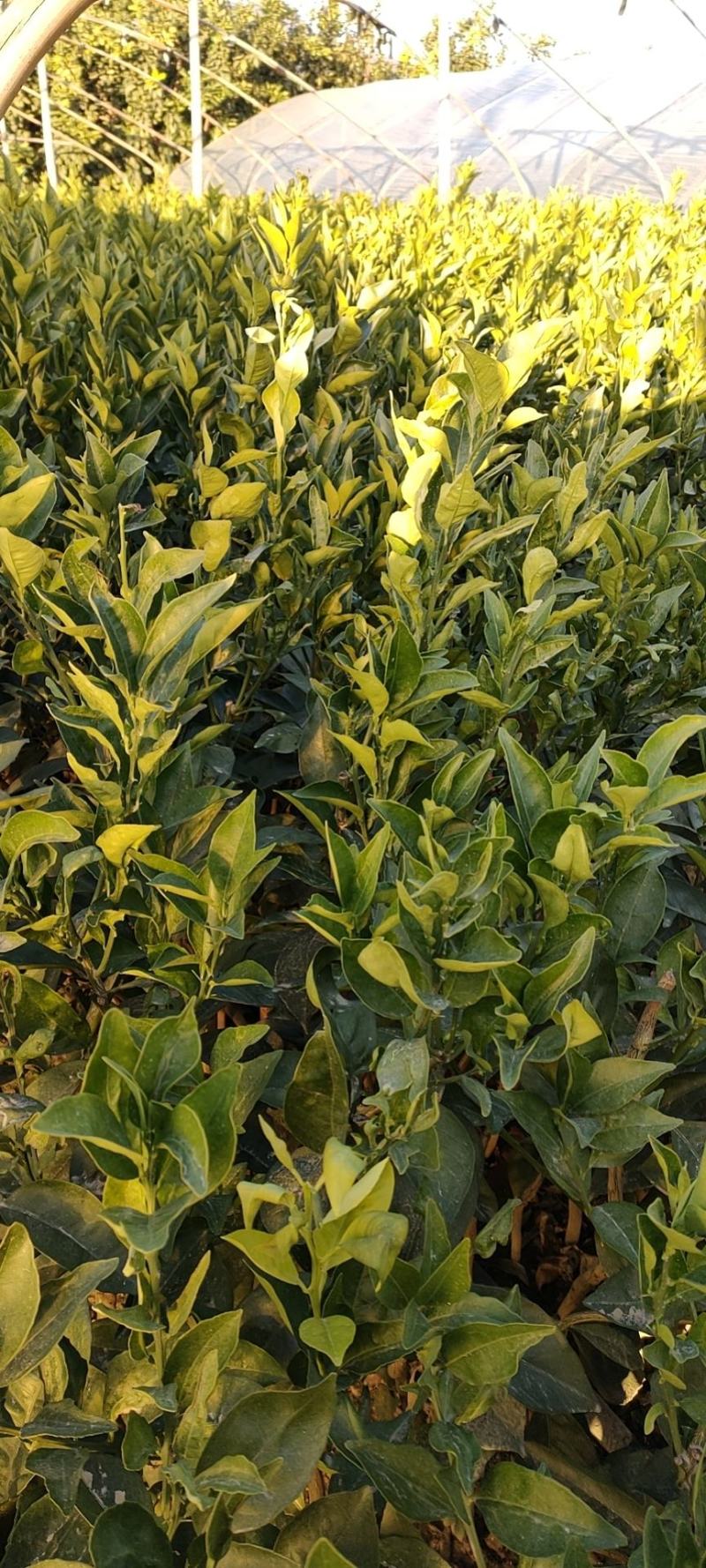 新品.台湾木瓜蜜丁橙苗.现挖现发包成活提供技术指导