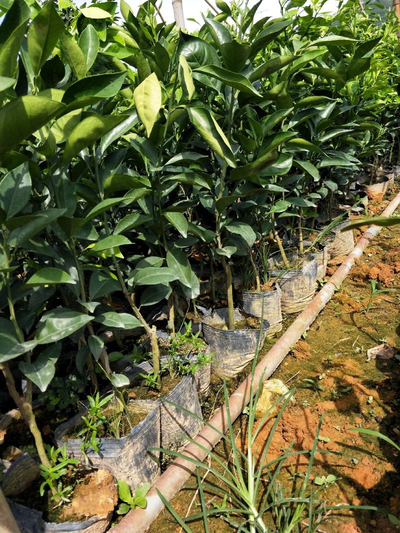 新品.台湾木瓜蜜丁橙苗.现挖现发包成活提供技术指导