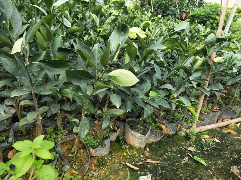 新品.台湾木瓜蜜丁橙苗.现挖现发包成活提供技术指导