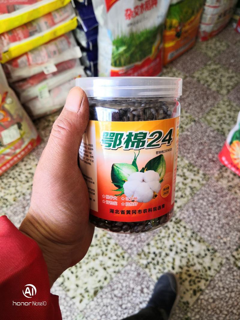 鄂棉24黄冈市农科院选育