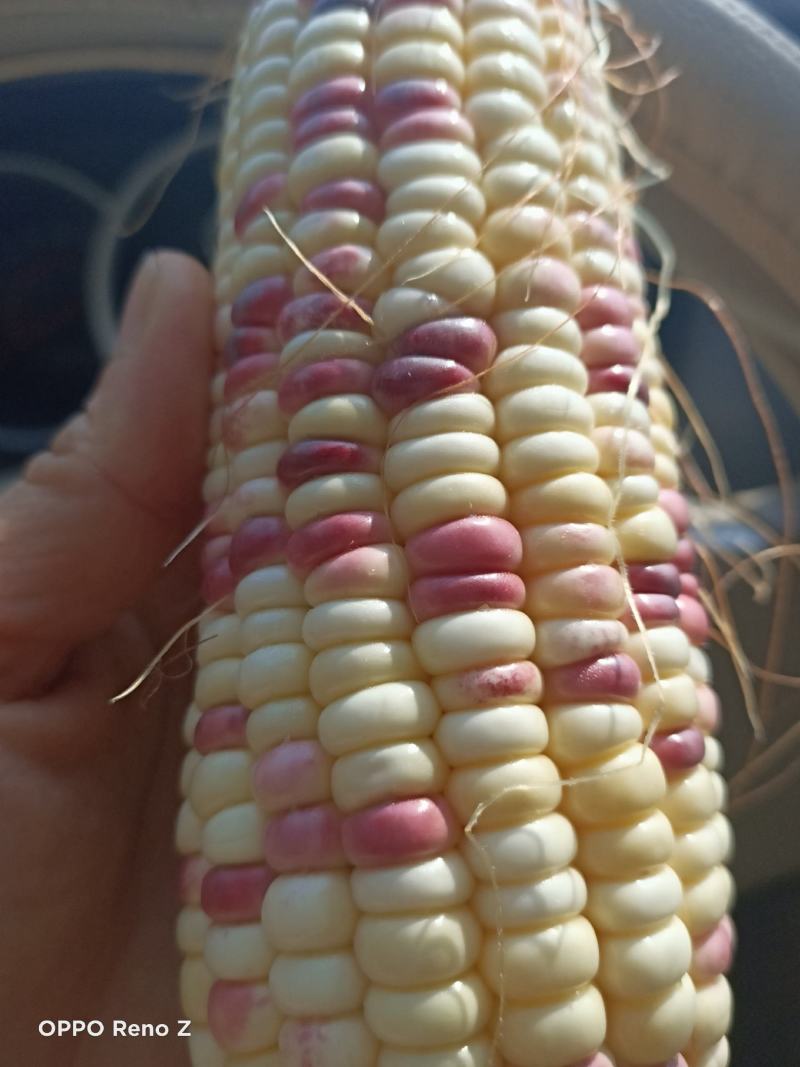 糯玉米，甜玉米大量供应