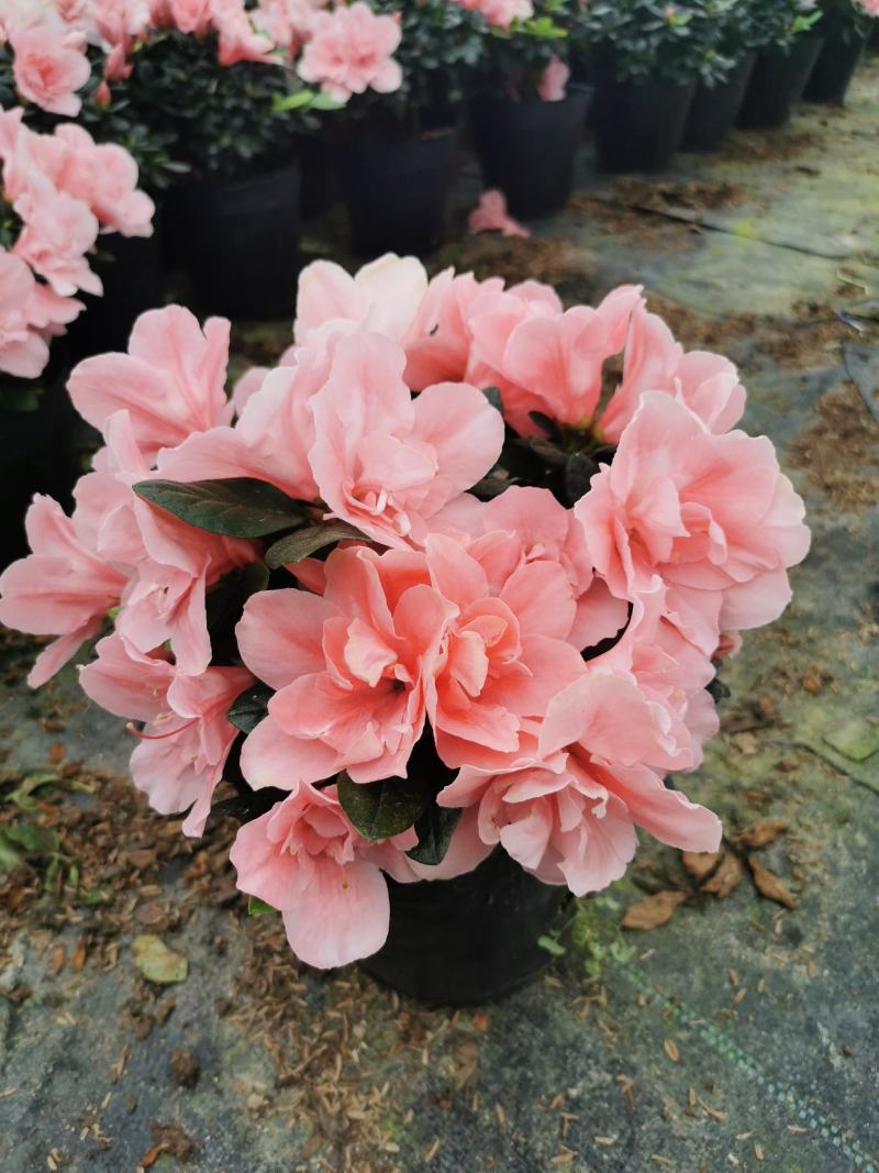 西洋杜鹃花大冠幅小桃红樱桃红基地批发一手货源长期供应