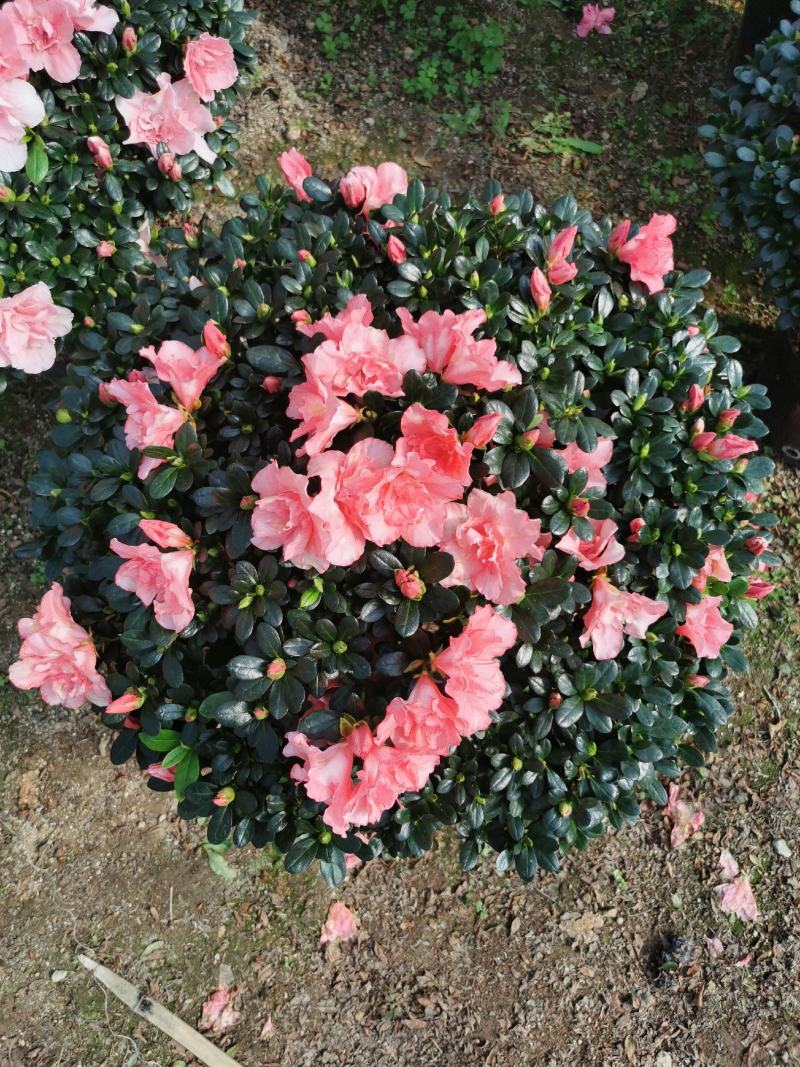 西洋杜鹃花大冠幅小桃红樱桃红基地批发一手货源长期供应